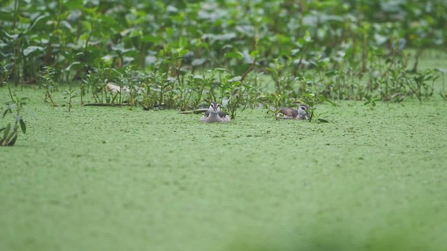 Cotton Pygmy-Goose - ML620443973