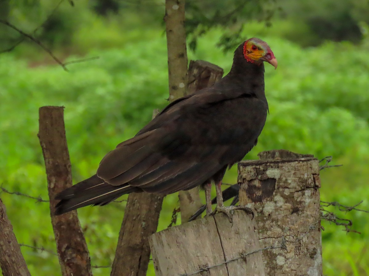 Lesser Yellow-headed Vulture - ML620443974