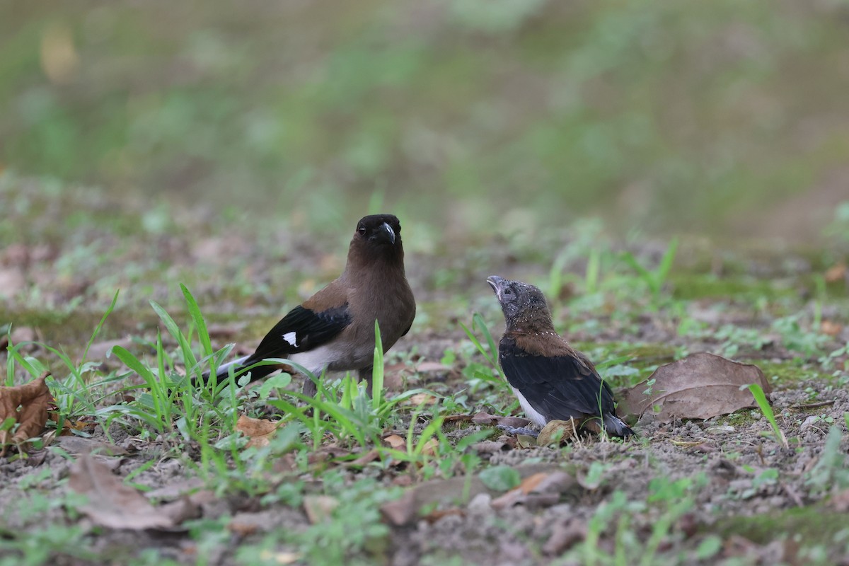 Gray Treepie - ML620443978