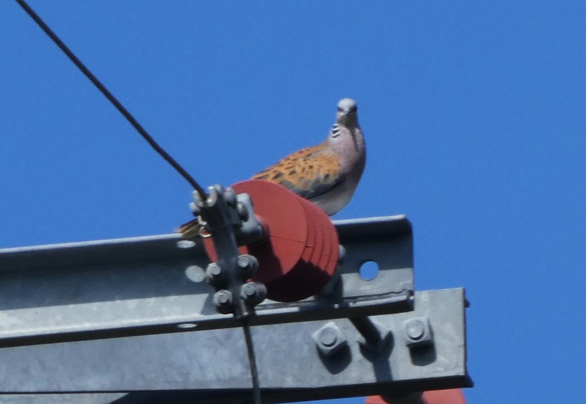 European Turtle-Dove - ML620443979