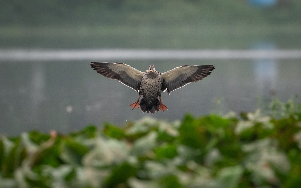 Indian Spot-billed Duck - ML620443980