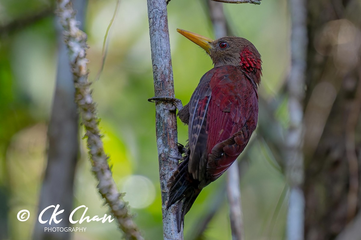 Maroon Woodpecker - ML620443982