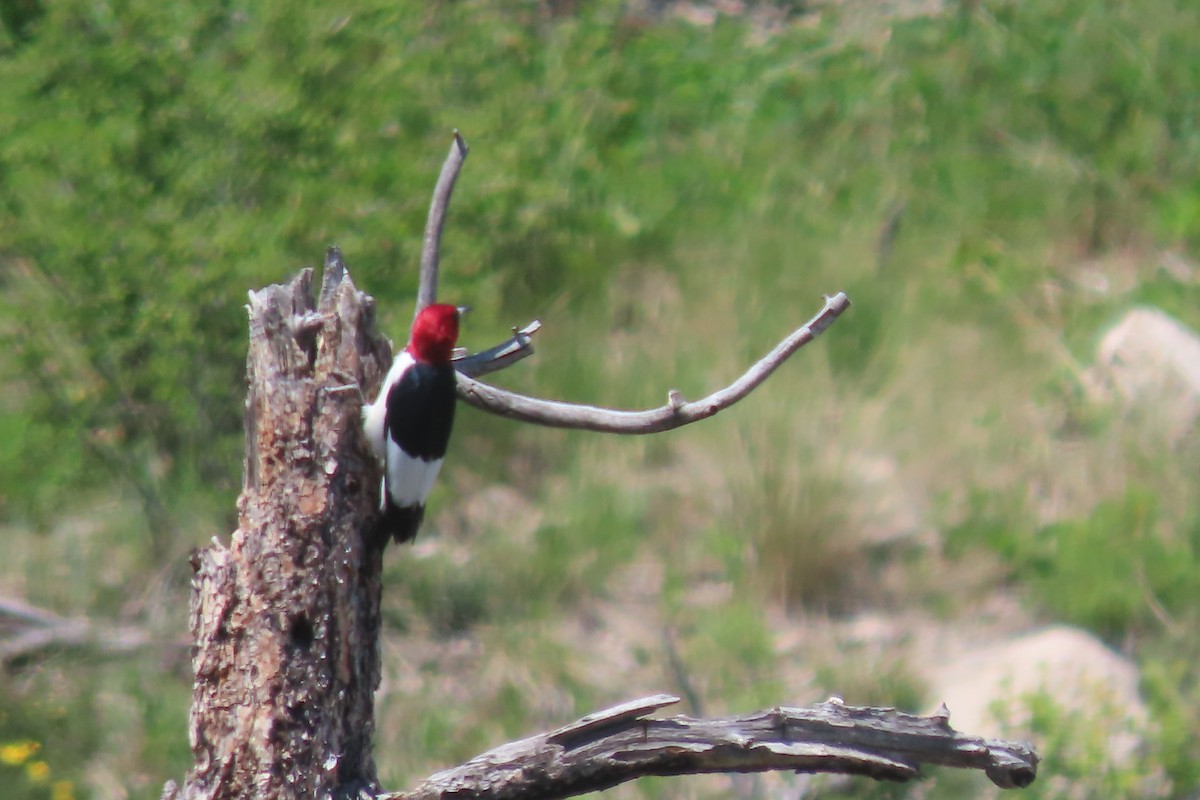 Red-headed Woodpecker - ML620443986