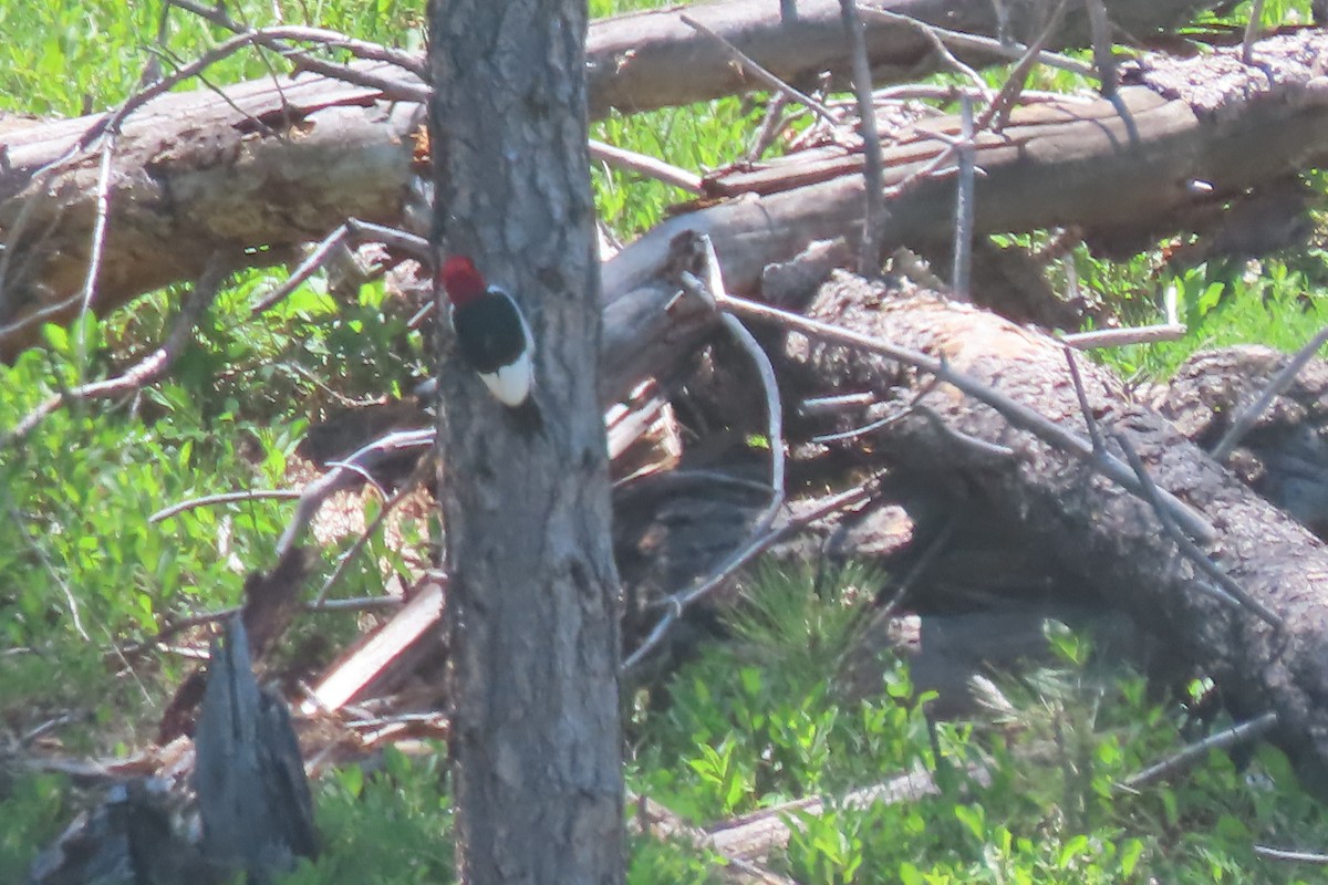 Red-headed Woodpecker - ML620443988