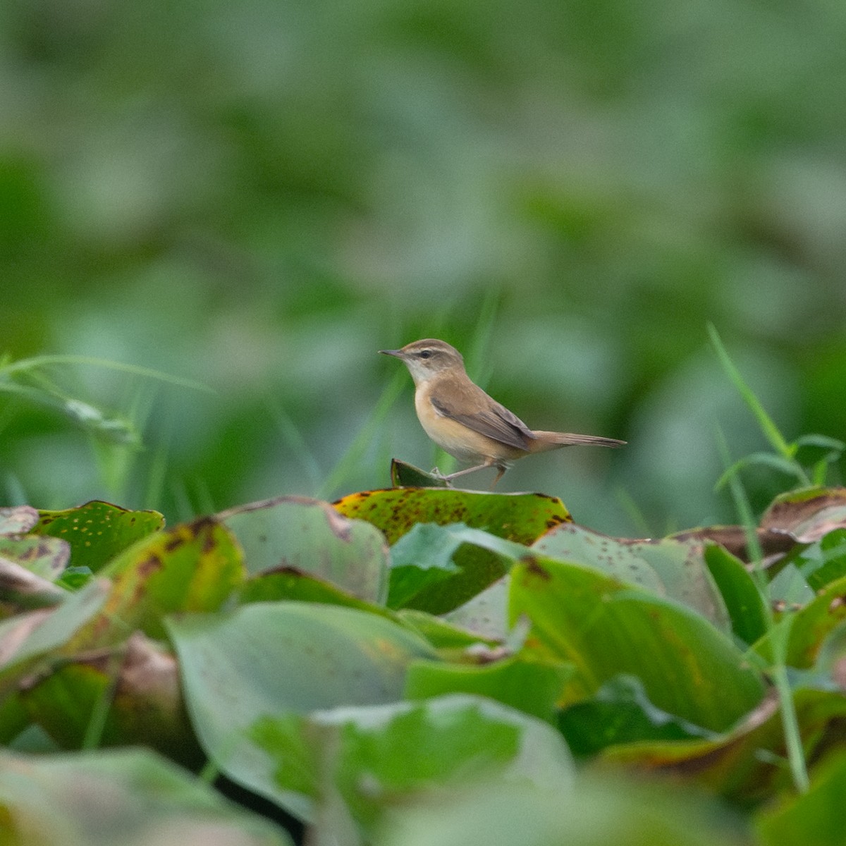 Paddyfield Warbler - ML620444010