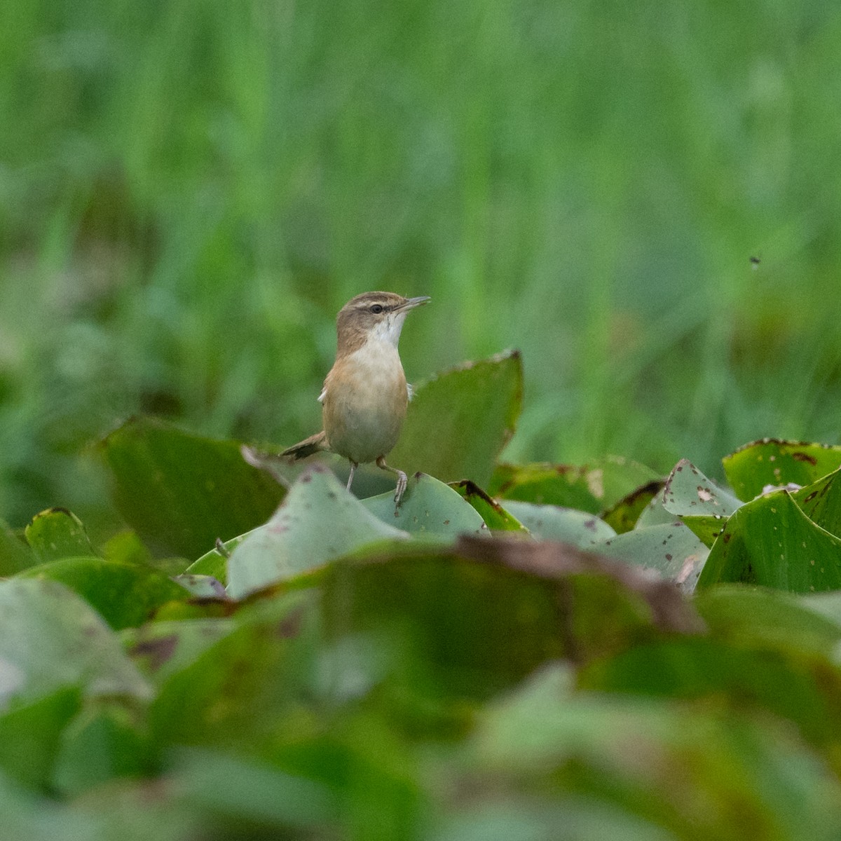 Paddyfield Warbler - ML620444011