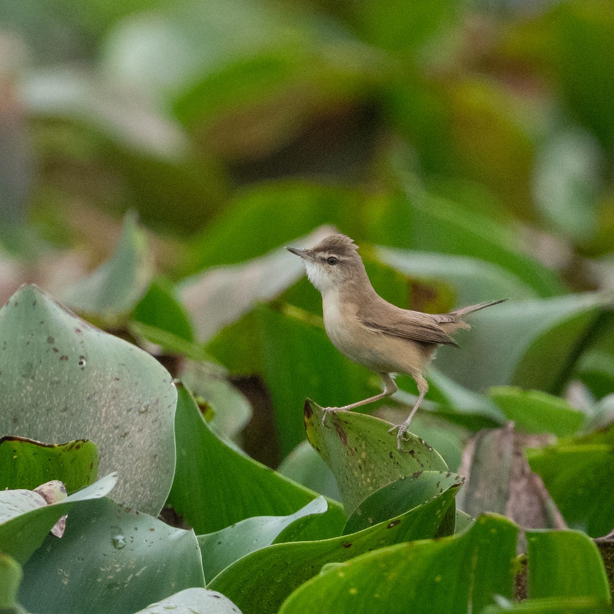 Paddyfield Warbler - Sharang Satish