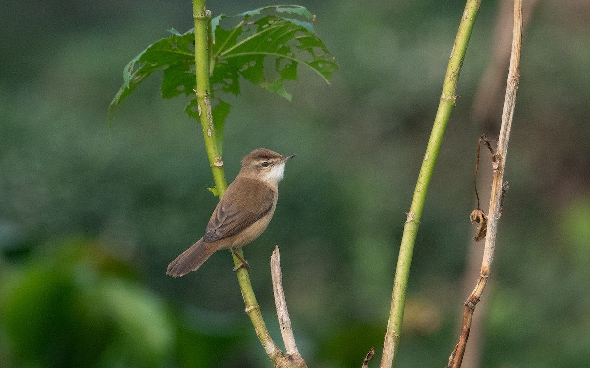 Paddyfield Warbler - ML620444013