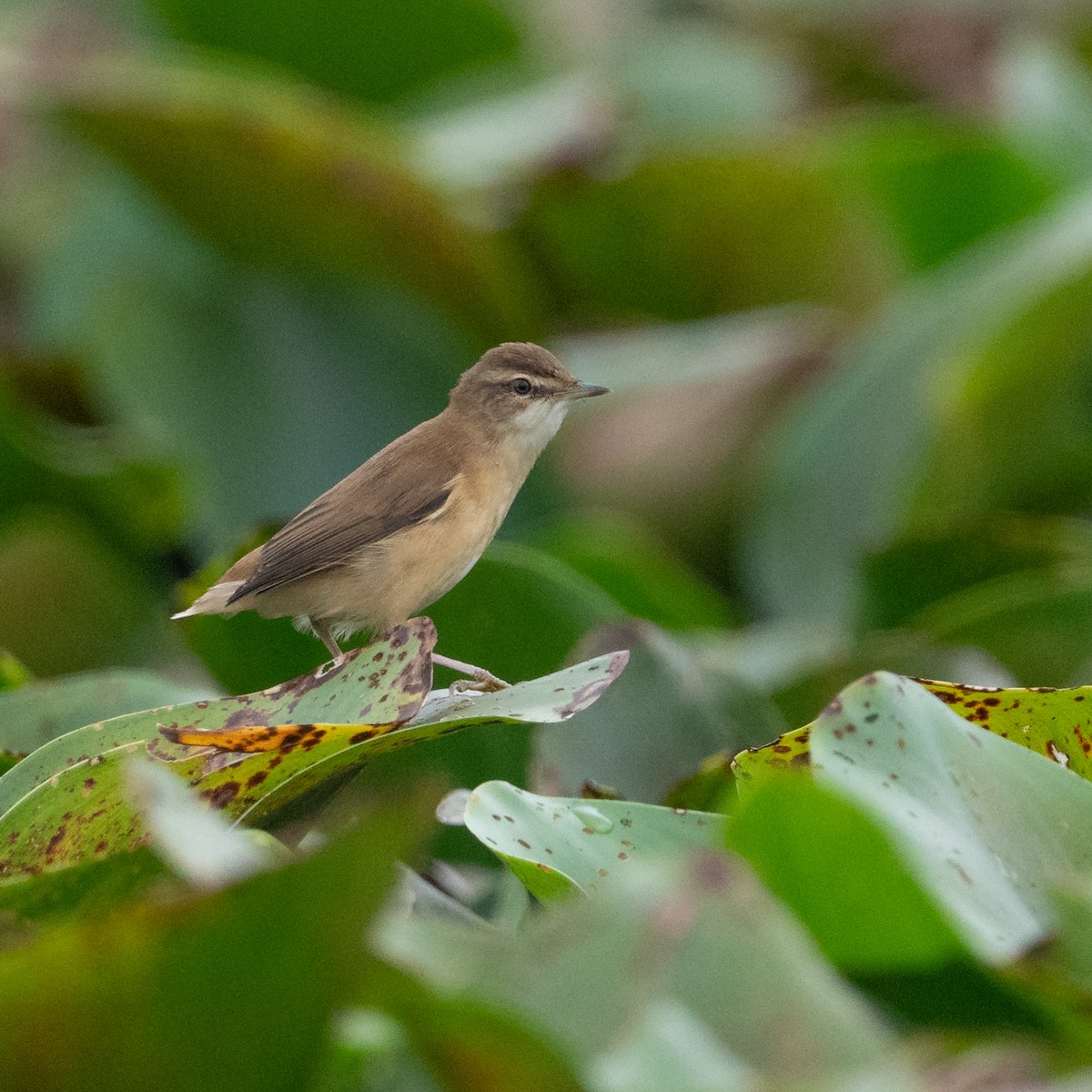 Paddyfield Warbler - ML620444014