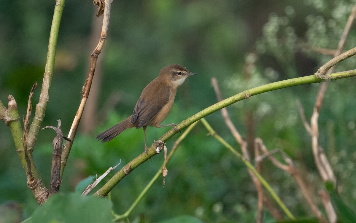 Paddyfield Warbler - ML620444015