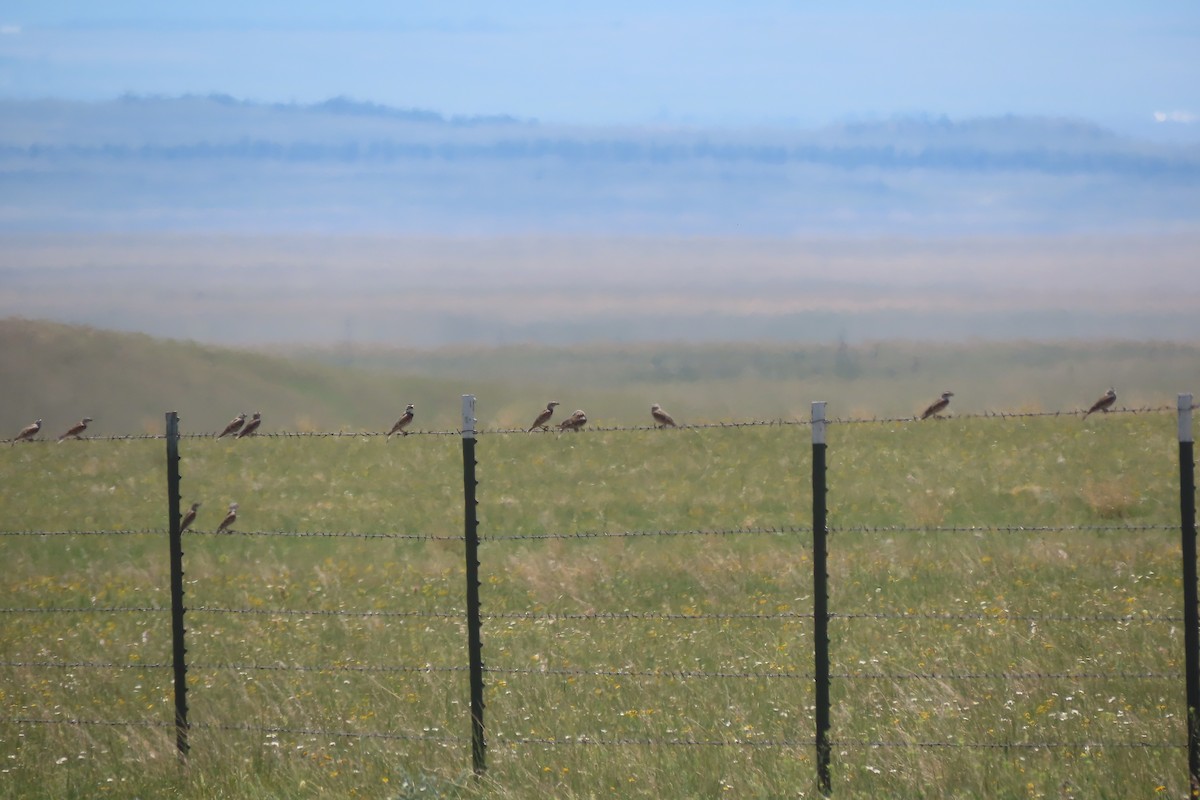 Thick-billed Longspur - ML620444021