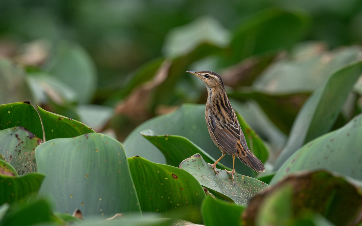 Pallas's Grasshopper Warbler - ML620444026