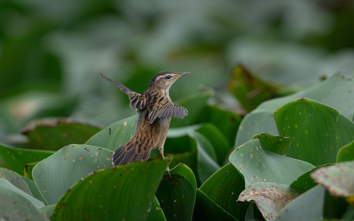 Pallas's Grasshopper Warbler - ML620444031