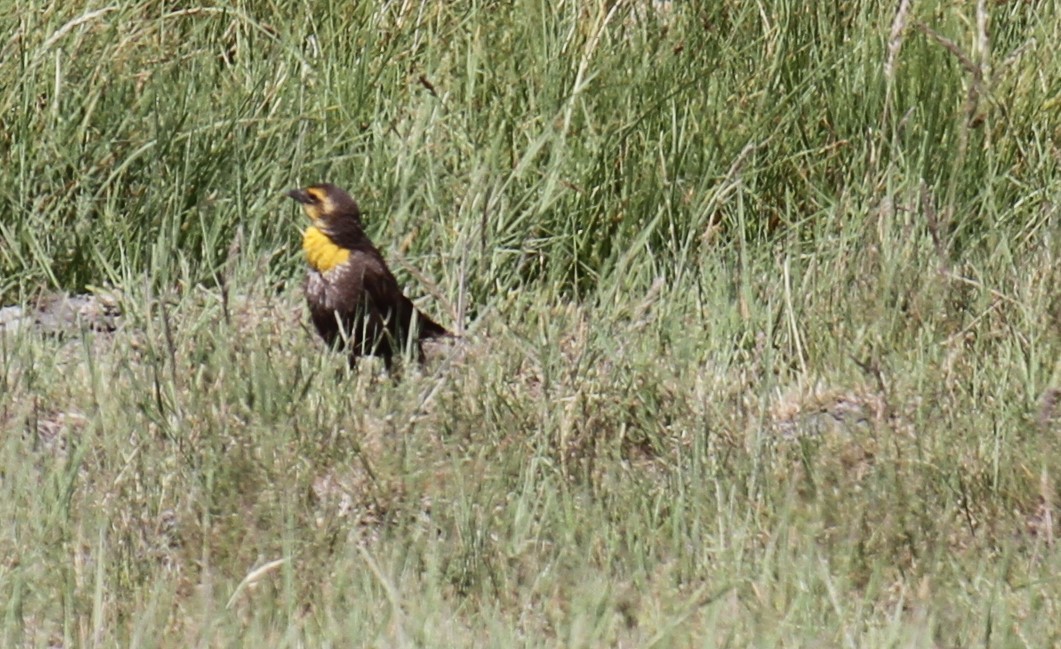 Yellow-headed Blackbird - ML620444036
