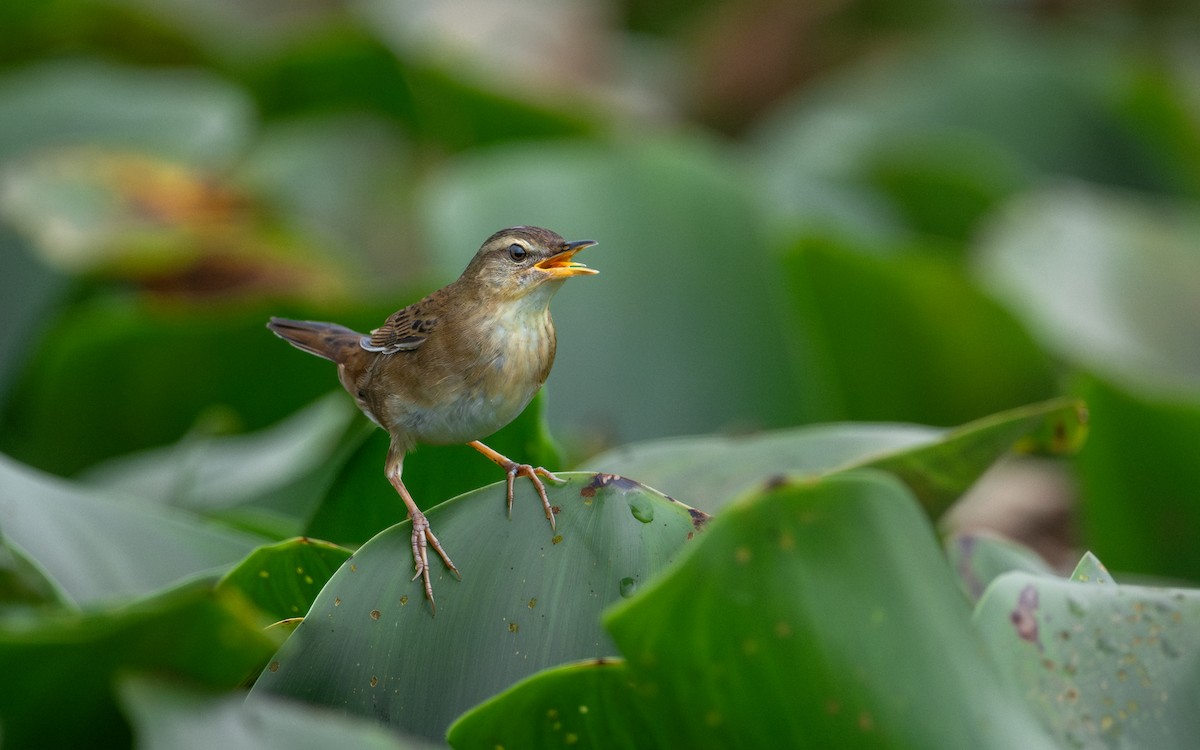 Pallas's Grasshopper Warbler - ML620444038