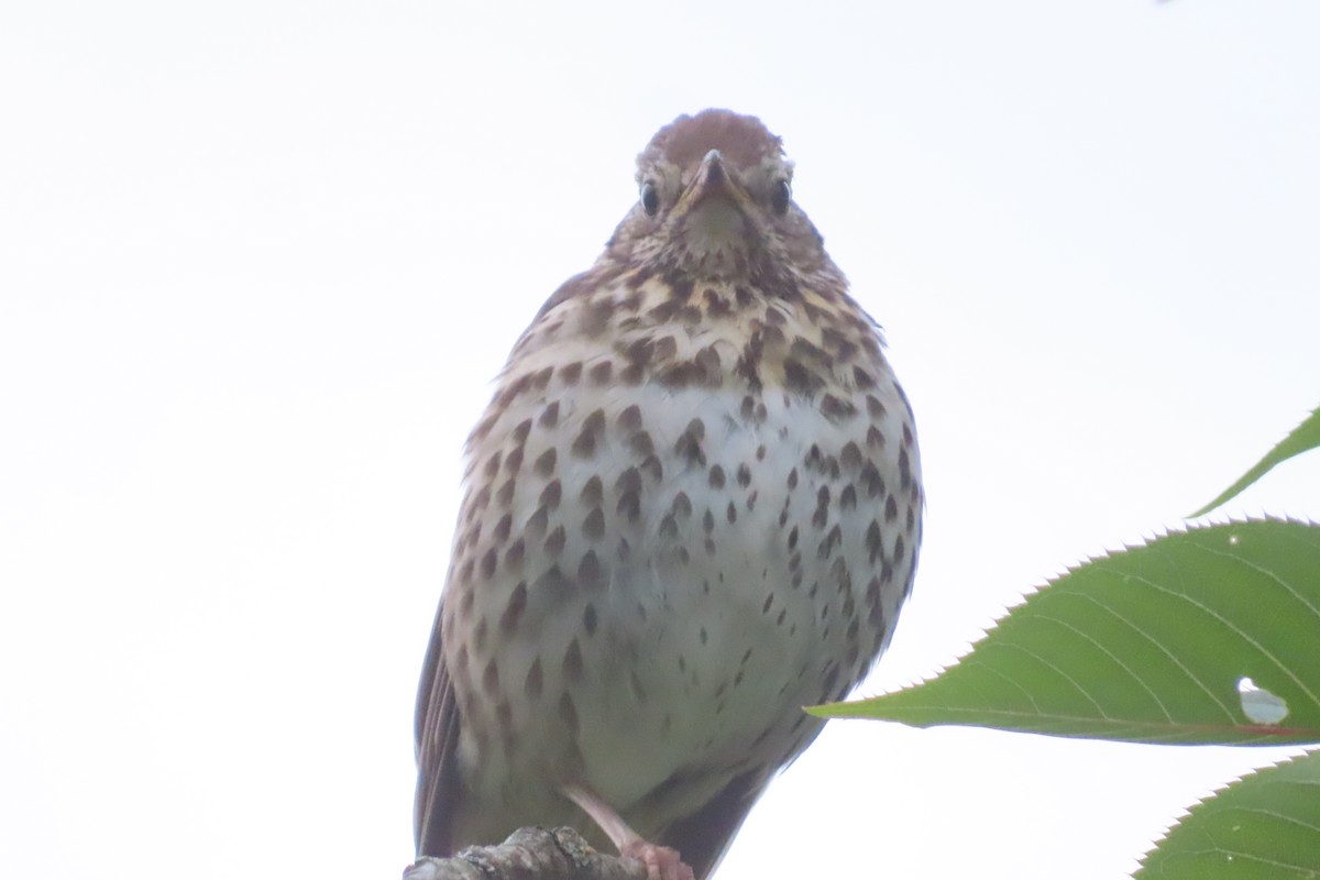 Song Thrush - ML620444040