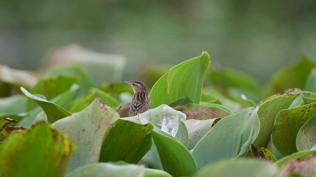 Pallas's Grasshopper Warbler - ML620444042