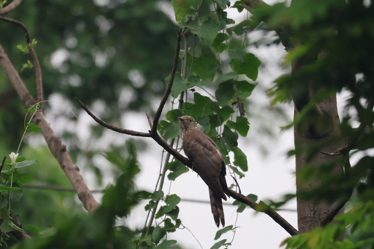 Common Hawk-Cuckoo - ML620444043