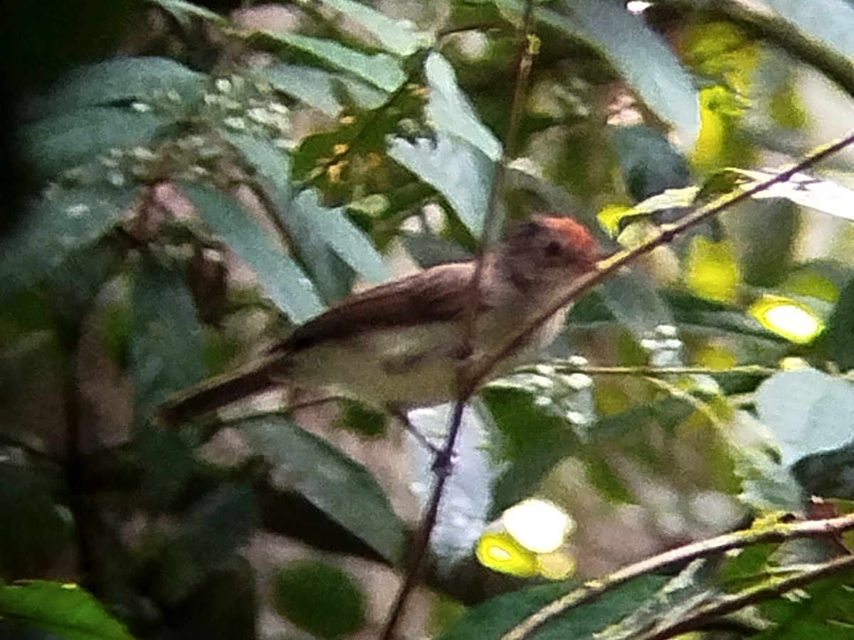 Rufous-crowned Babbler - ML620444048