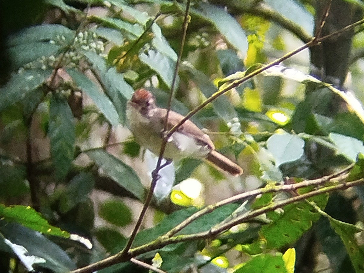 Rufous-crowned Babbler - ML620444049