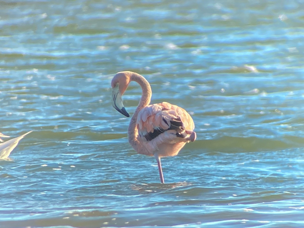 American Flamingo - ML620444053