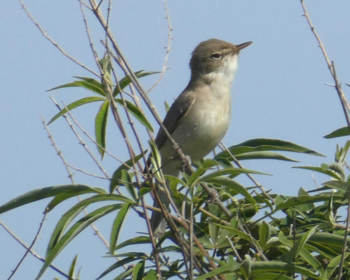 Eastern Olivaceous Warbler - ML620444054