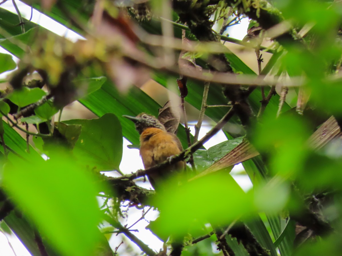 Rufous-breasted Wren - ML620444056