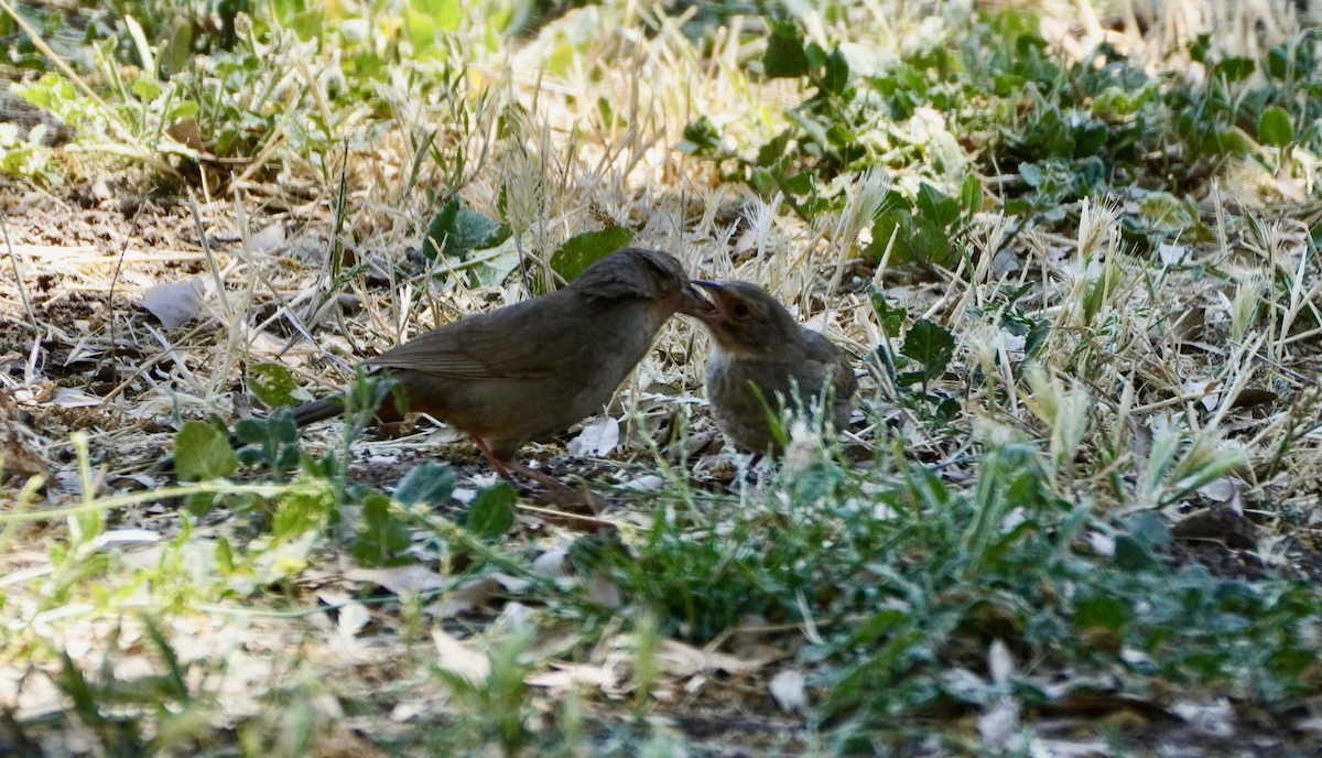 カリフォルニアムジトウヒチョウ - ML620444058