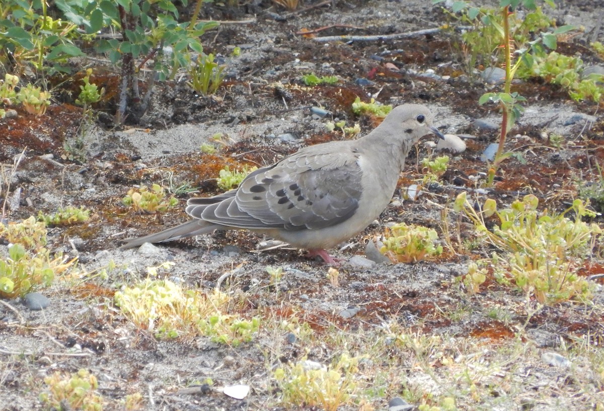 Mourning Dove - ML620444063