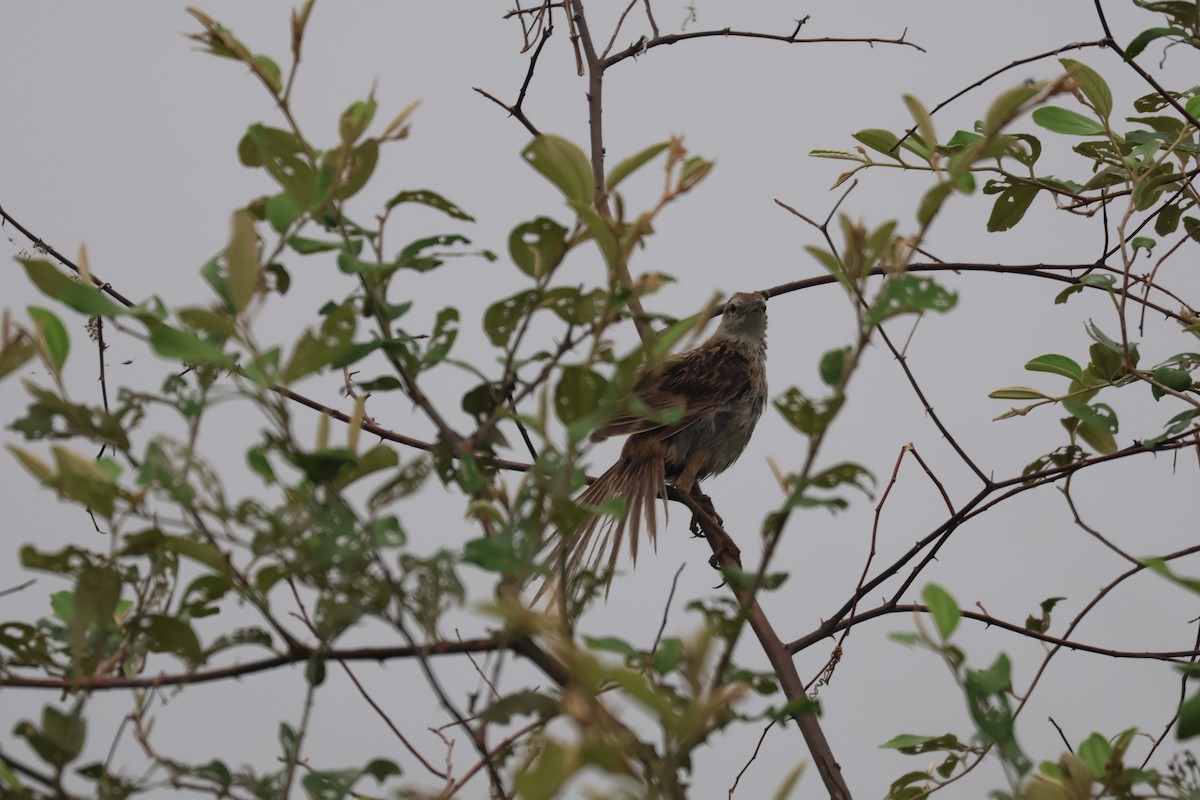 Striated Grassbird - ML620444064