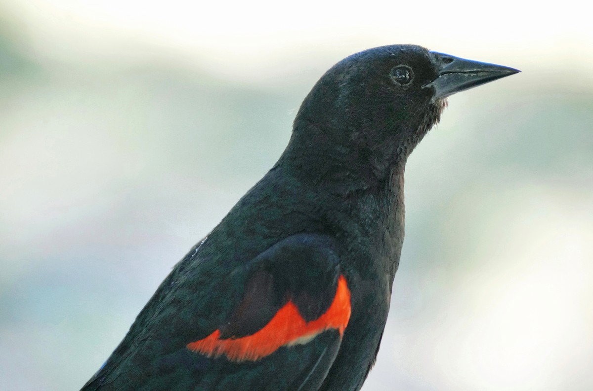 Red-winged Blackbird - ML620444069