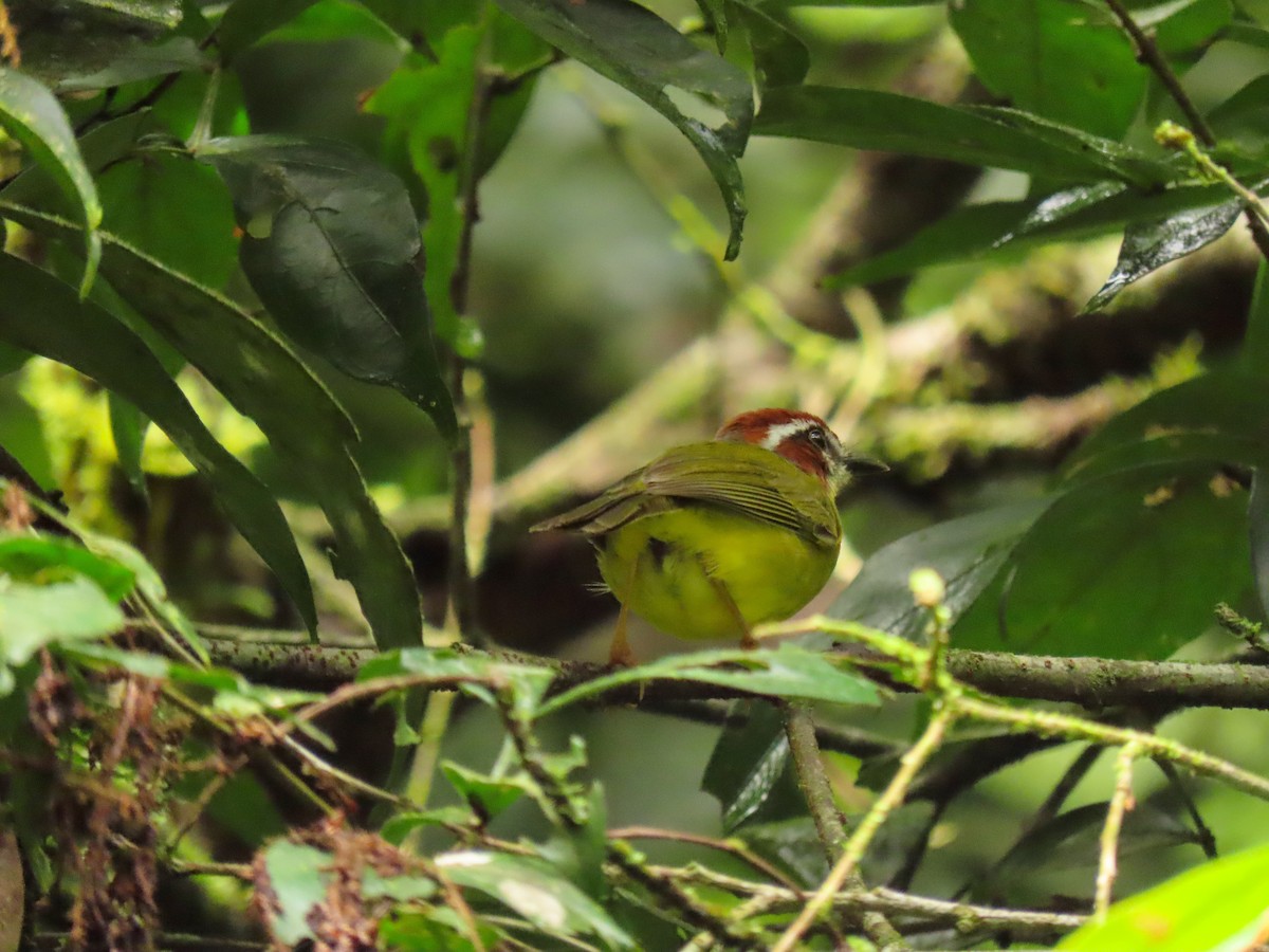 Chestnut-capped Warbler - ML620444073