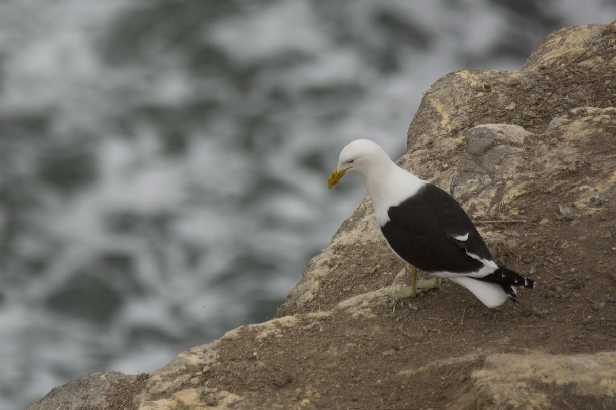 Kelp Gull - ML620444075