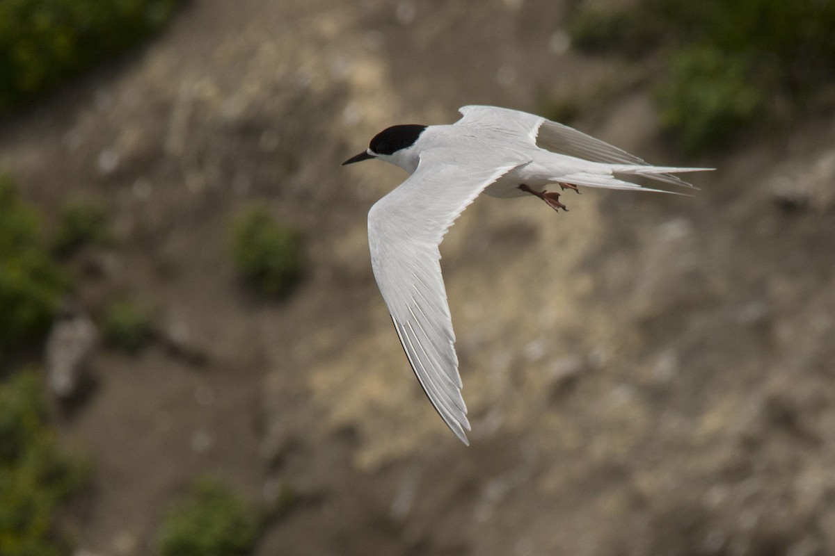White-fronted Tern - ML620444078