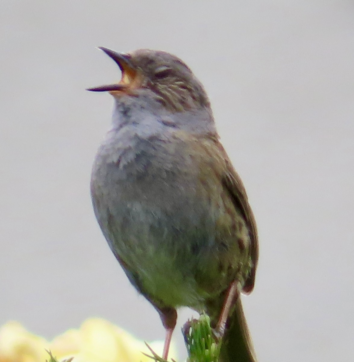 Dunnock - Dan Wiessner