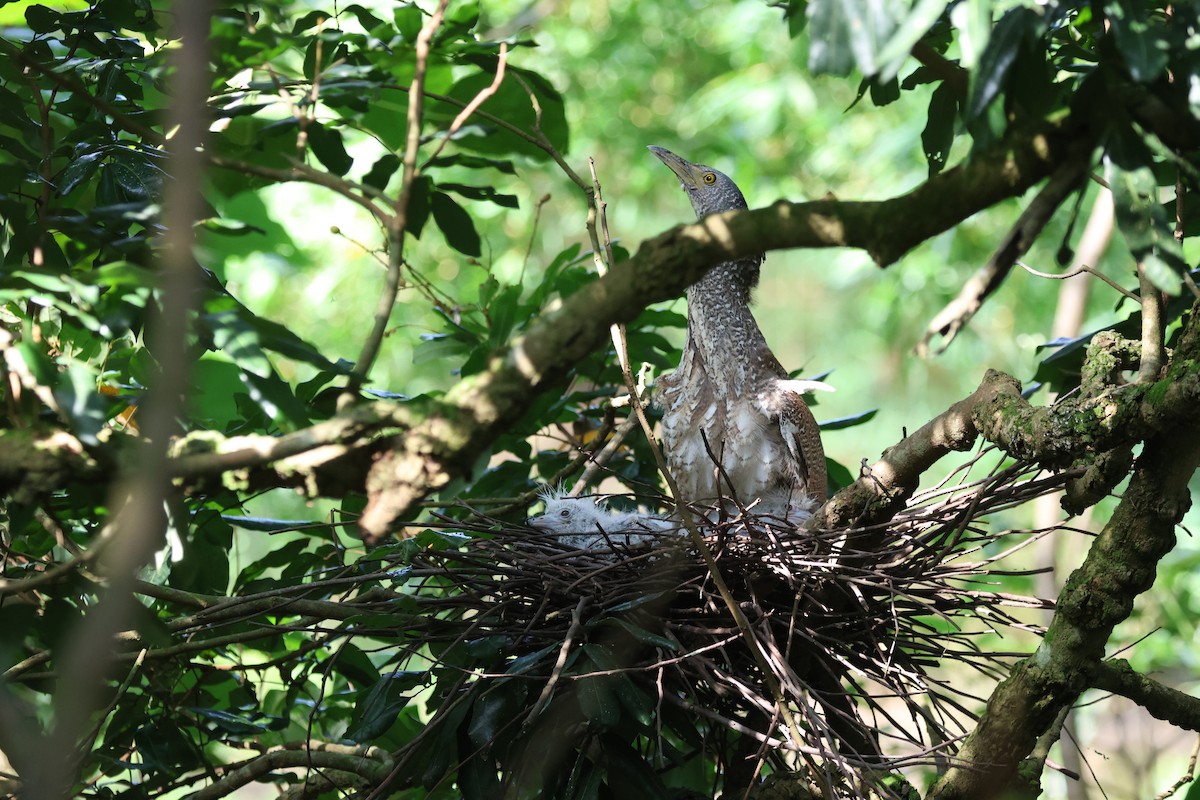 Malayan Night Heron - ML620444091