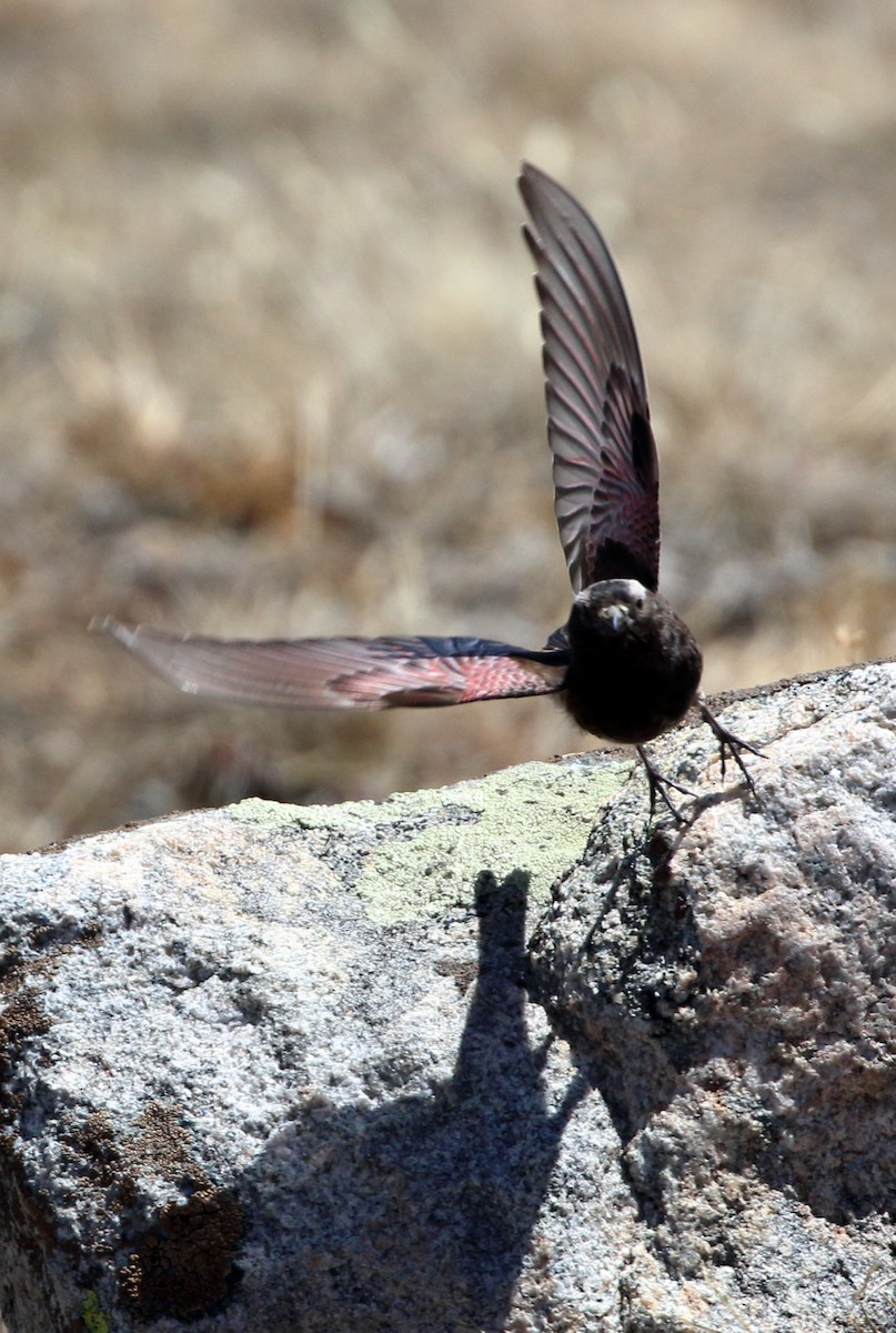 Black Rosy-Finch - ML620444113