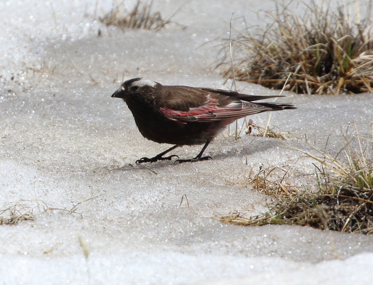 Black Rosy-Finch - ML620444116