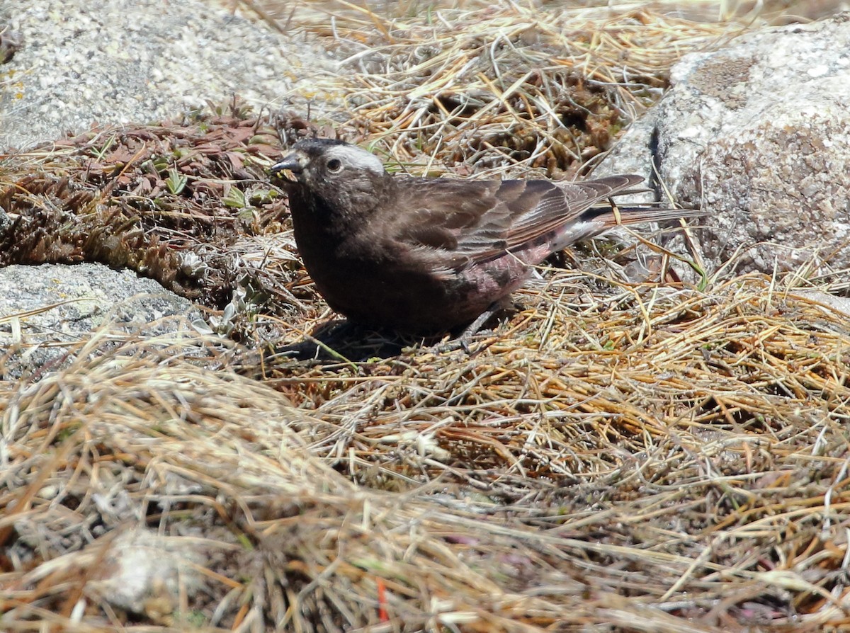 Black Rosy-Finch - ML620444117