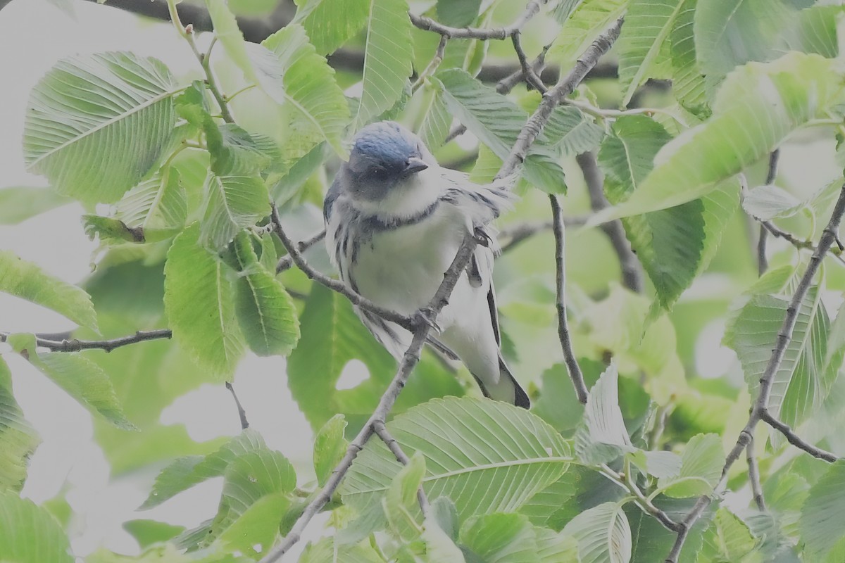 Cerulean Warbler - ML620444125