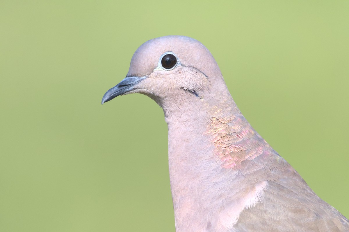 Eared Dove - ML620444129