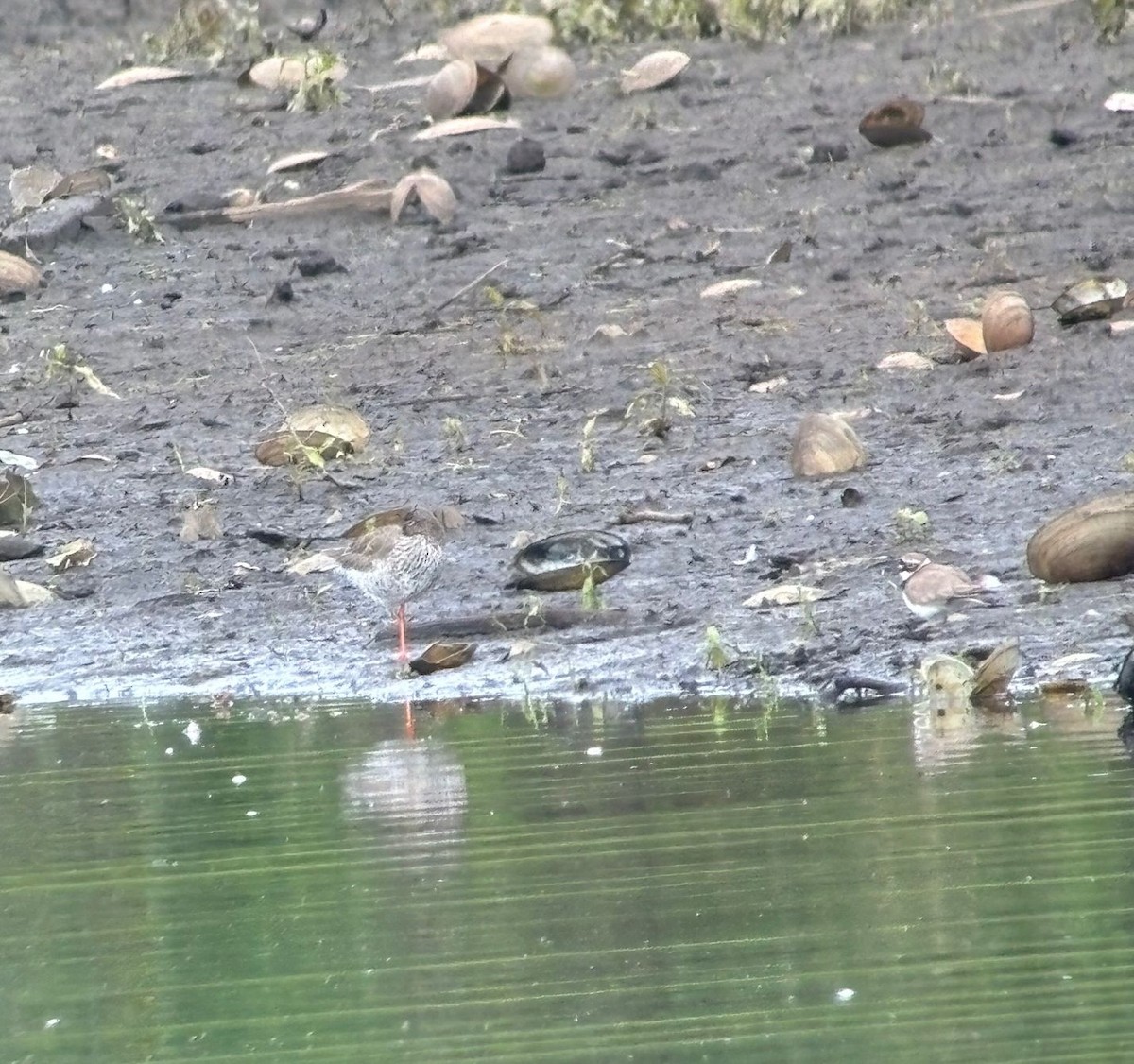 Common Redshank - ML620444130