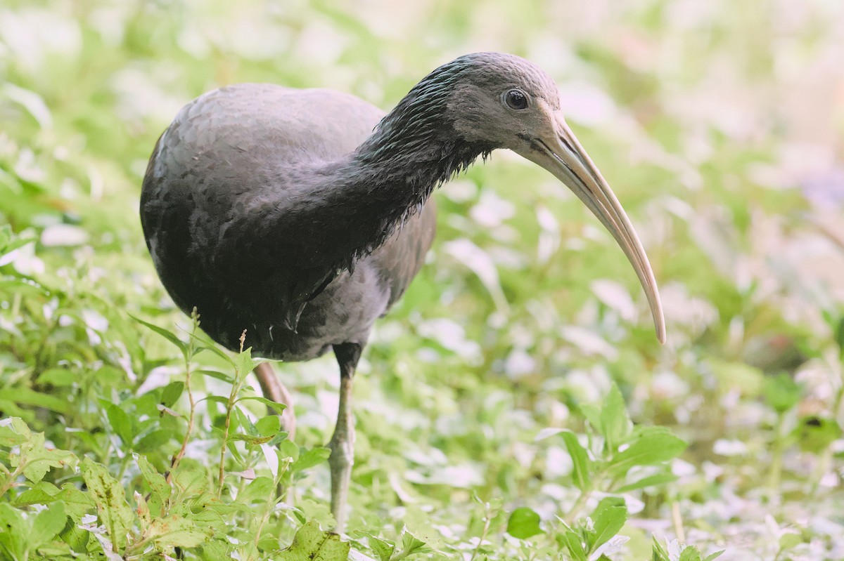 Green Ibis - ML620444132