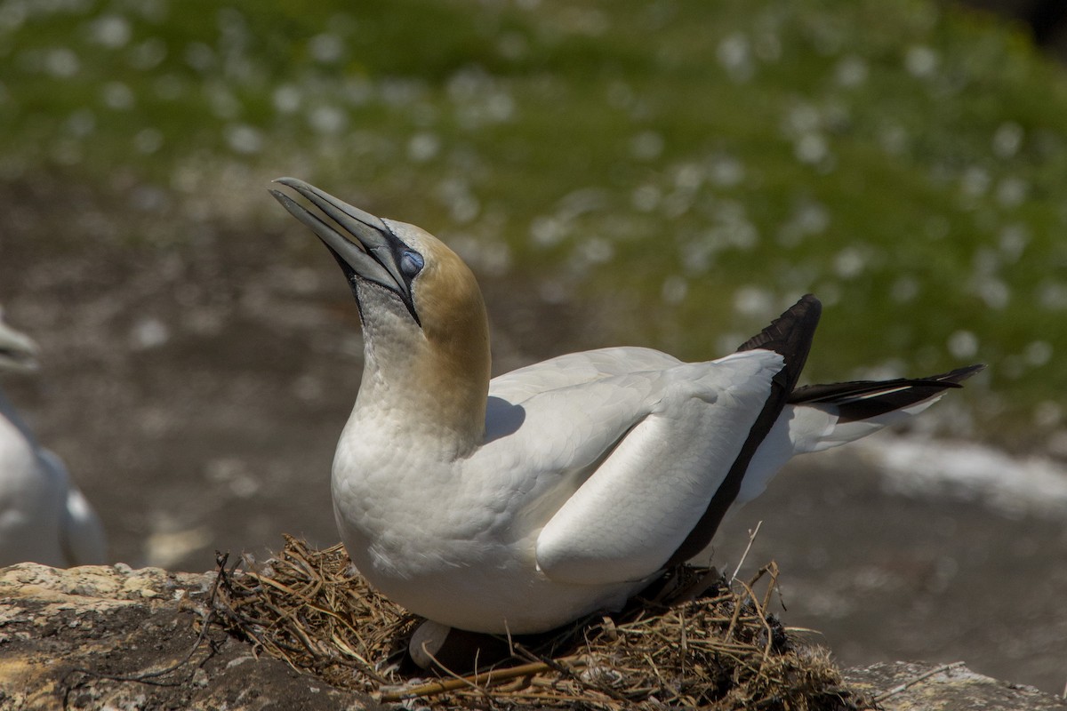 Australasian Gannet - ML620444138