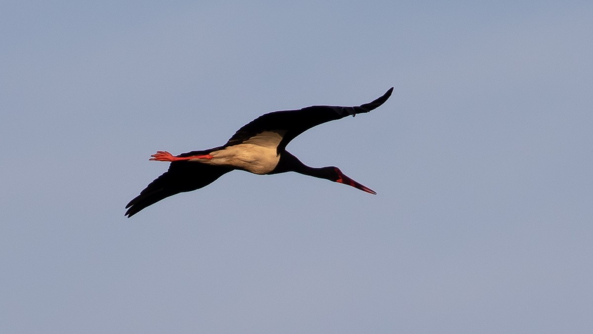 Black Stork - ML620444141