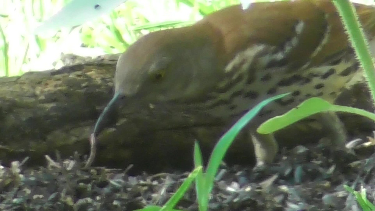 Brown Thrasher - ML620444142