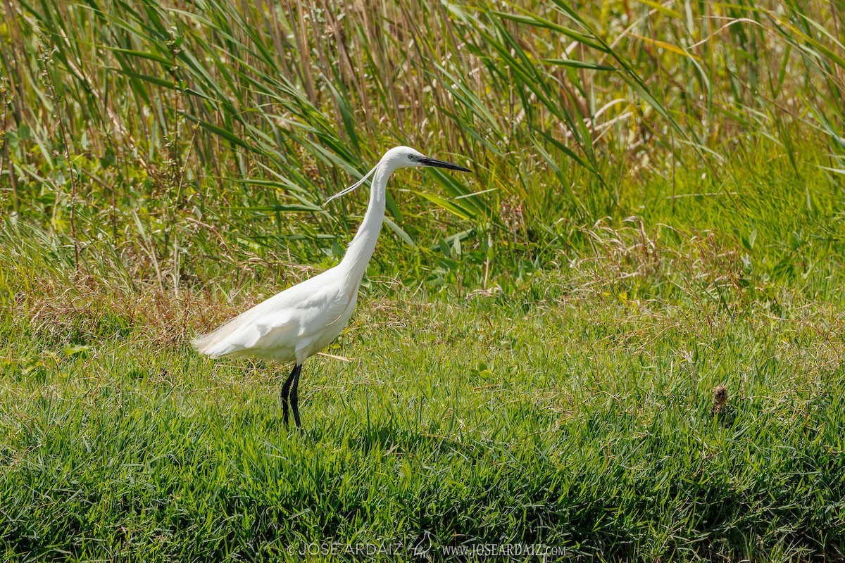 Little Egret - ML620444149