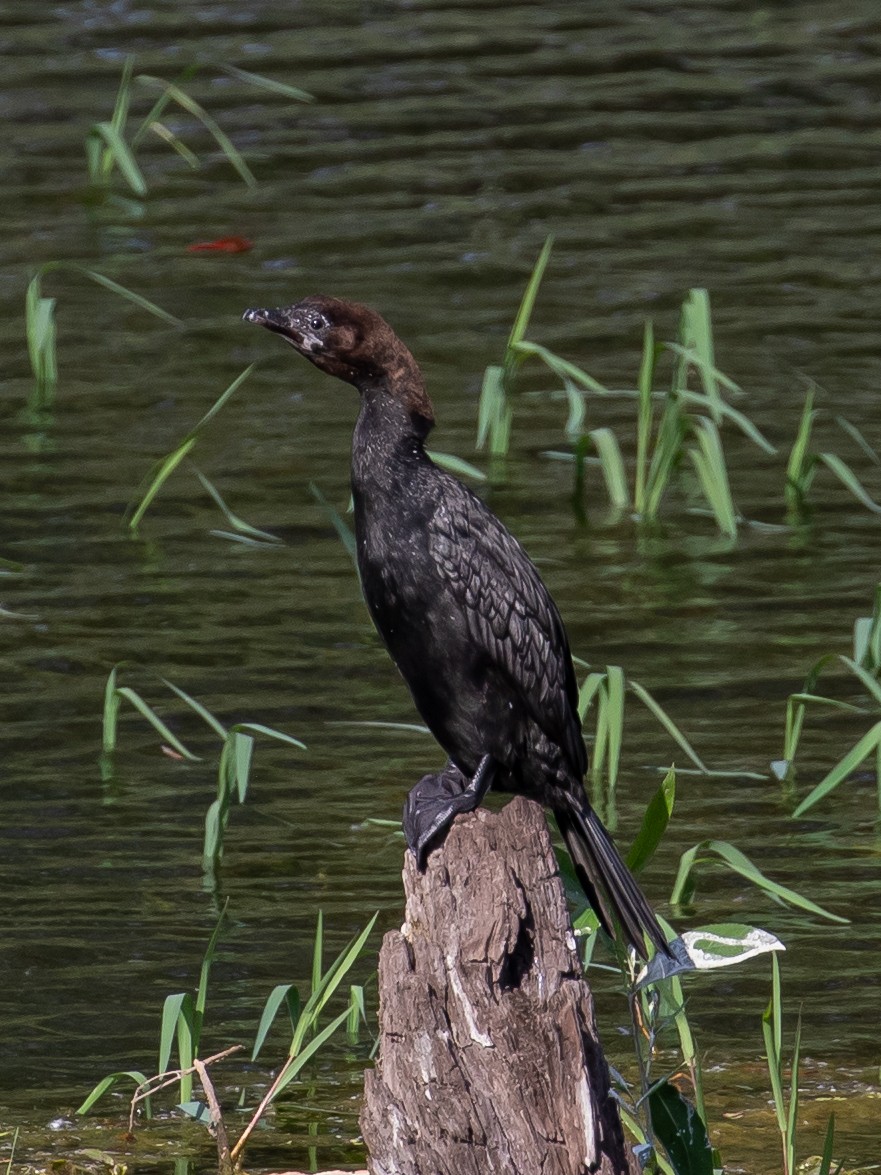 Pygmy Cormorant - ML620444154