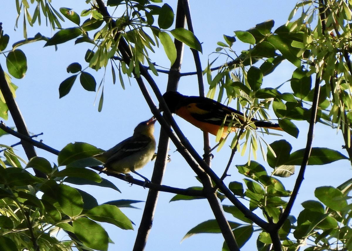 Baltimore Oriole - ML620444155