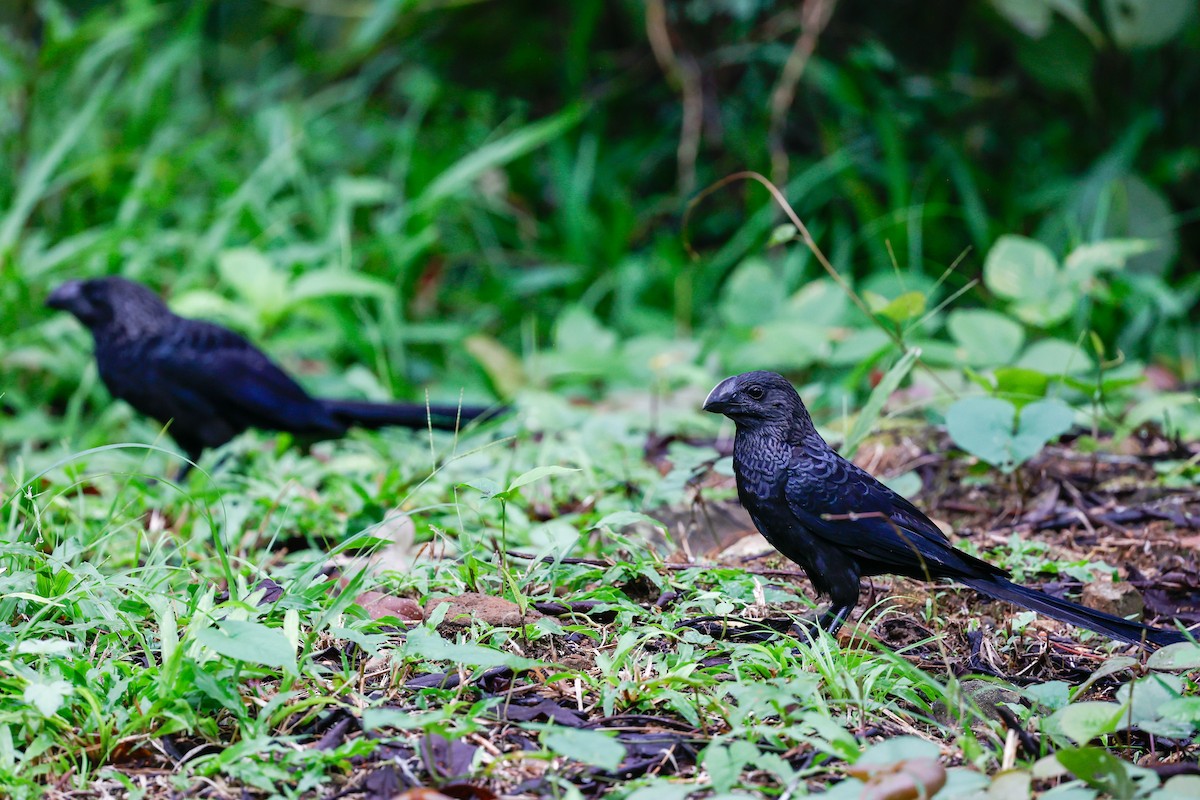 Smooth-billed Ani - ML620444158